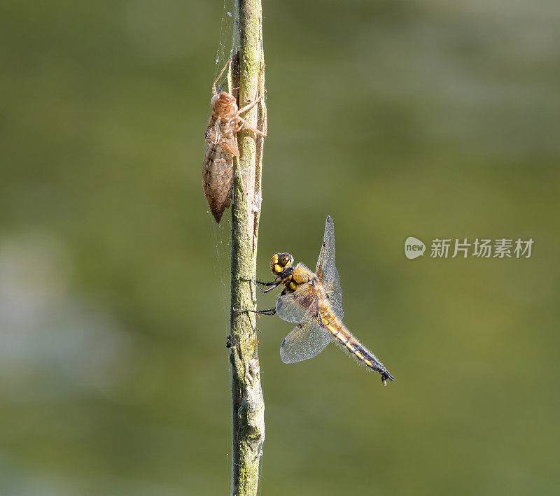 四斑蜻蜓(Libellula quadrimaculata)